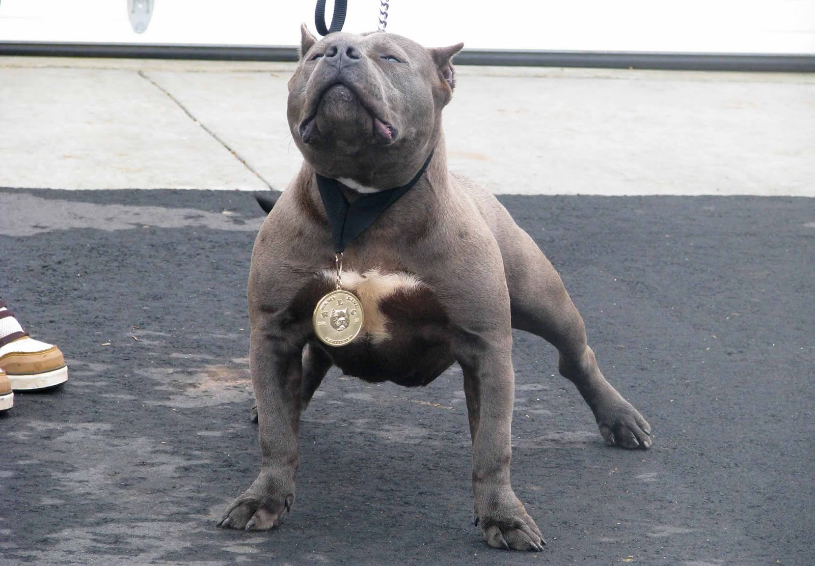 fondo de pantalla de perro pitbull,perro,hocico,pit bull terrier americano,grupo no deportivo,razas de perros antiguos