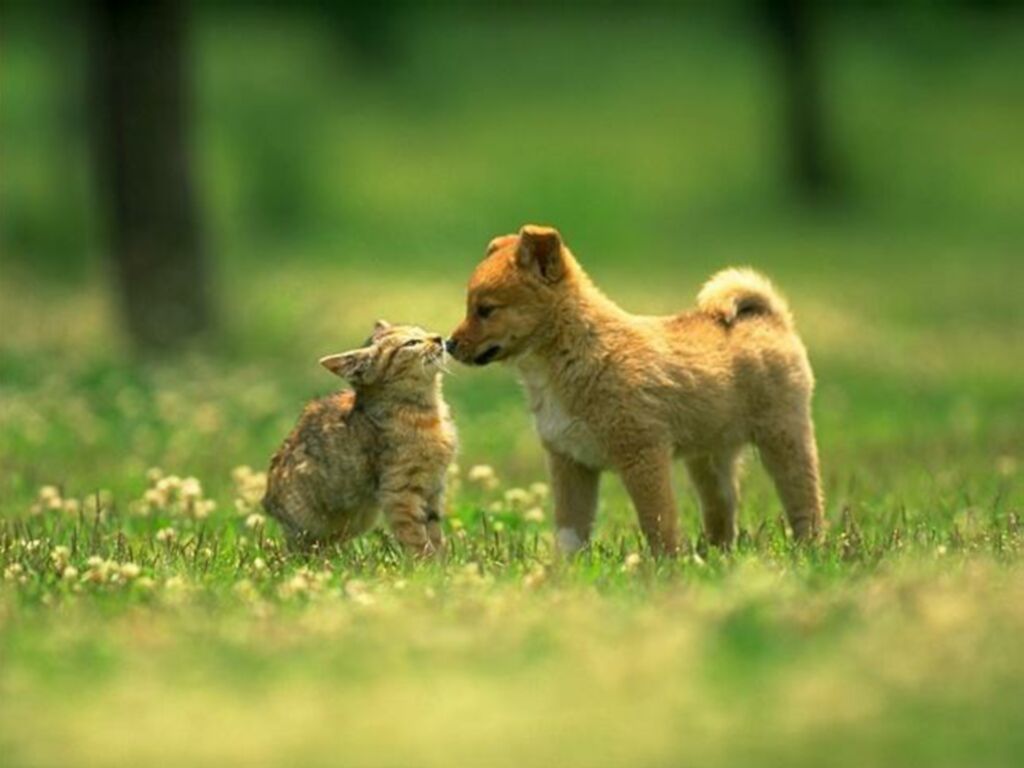 犬と猫の壁紙,犬,陸生動物,野生動物