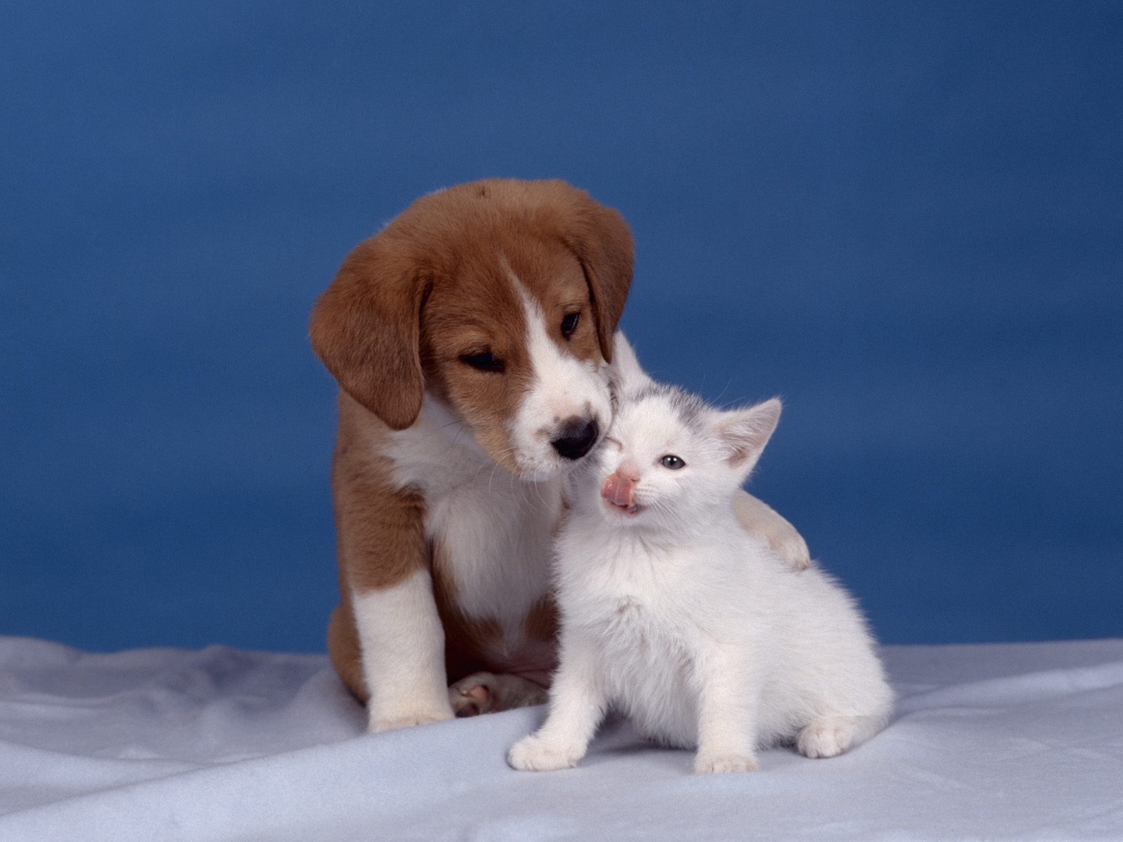 papier peint chien et chat,chien,chiot,chat,félidés,chaton