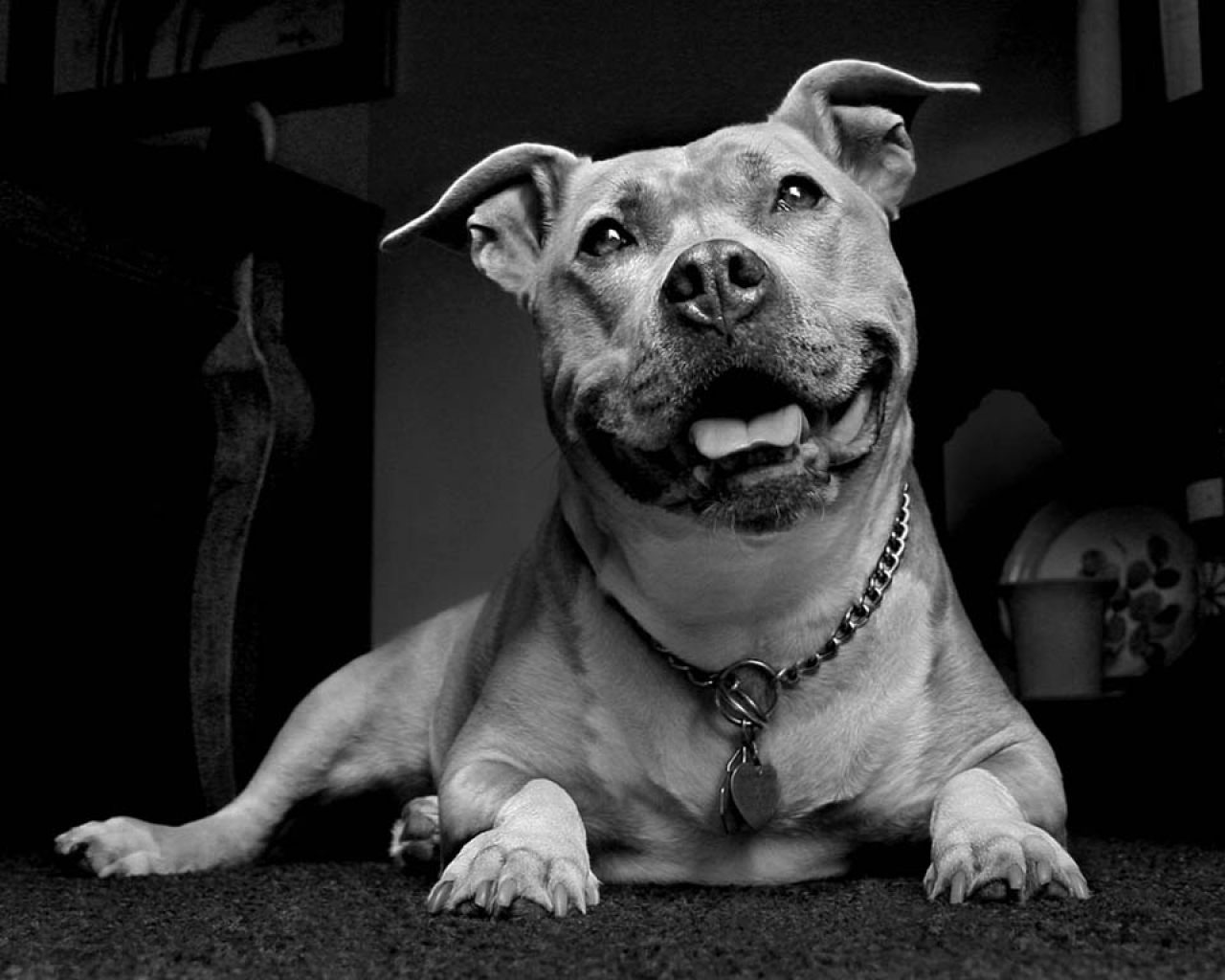 fondo de pantalla de perro pitbull,perro,hocico,pit bull terrier americano,american staffordshire terrier,bull y terrier