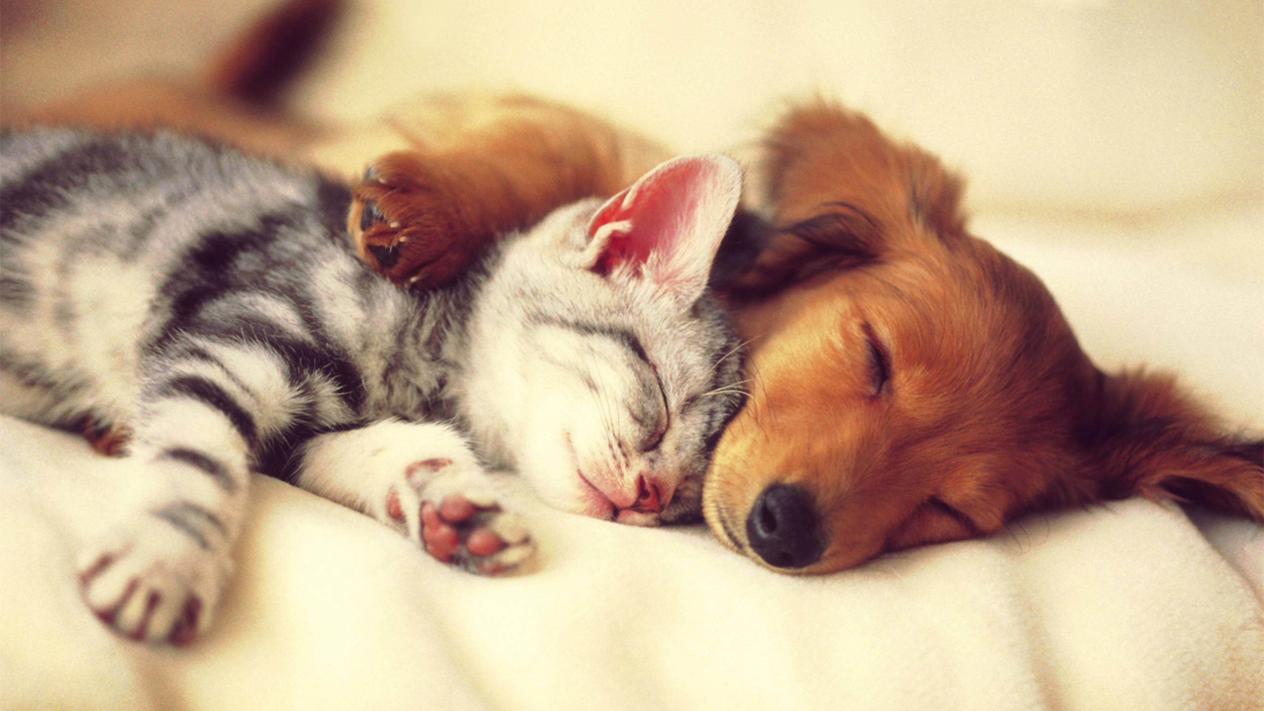 fondo de pantalla de perro y gato,perro,perrito,siesta,amor de cachorros,gato