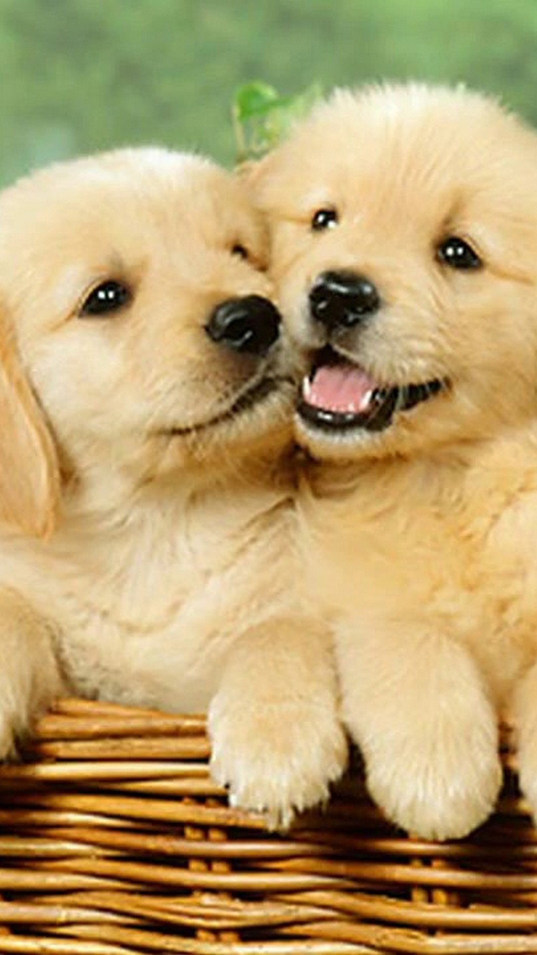 かわいい子犬の壁紙,犬,子犬,ゴールデンレトリバー,ラブラドール・レトリバー
