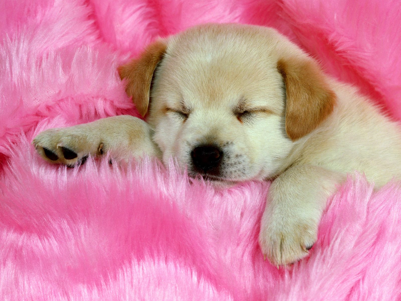 papier peint chiot mignon,chien,chiot,rose,amour de chiot,golden retriever