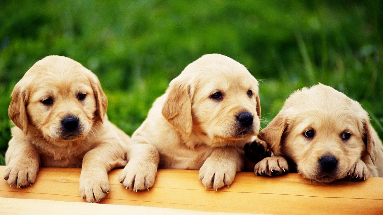 lindo perrito fondo de pantalla,perro,perrito,labrador retriever,golden retriever