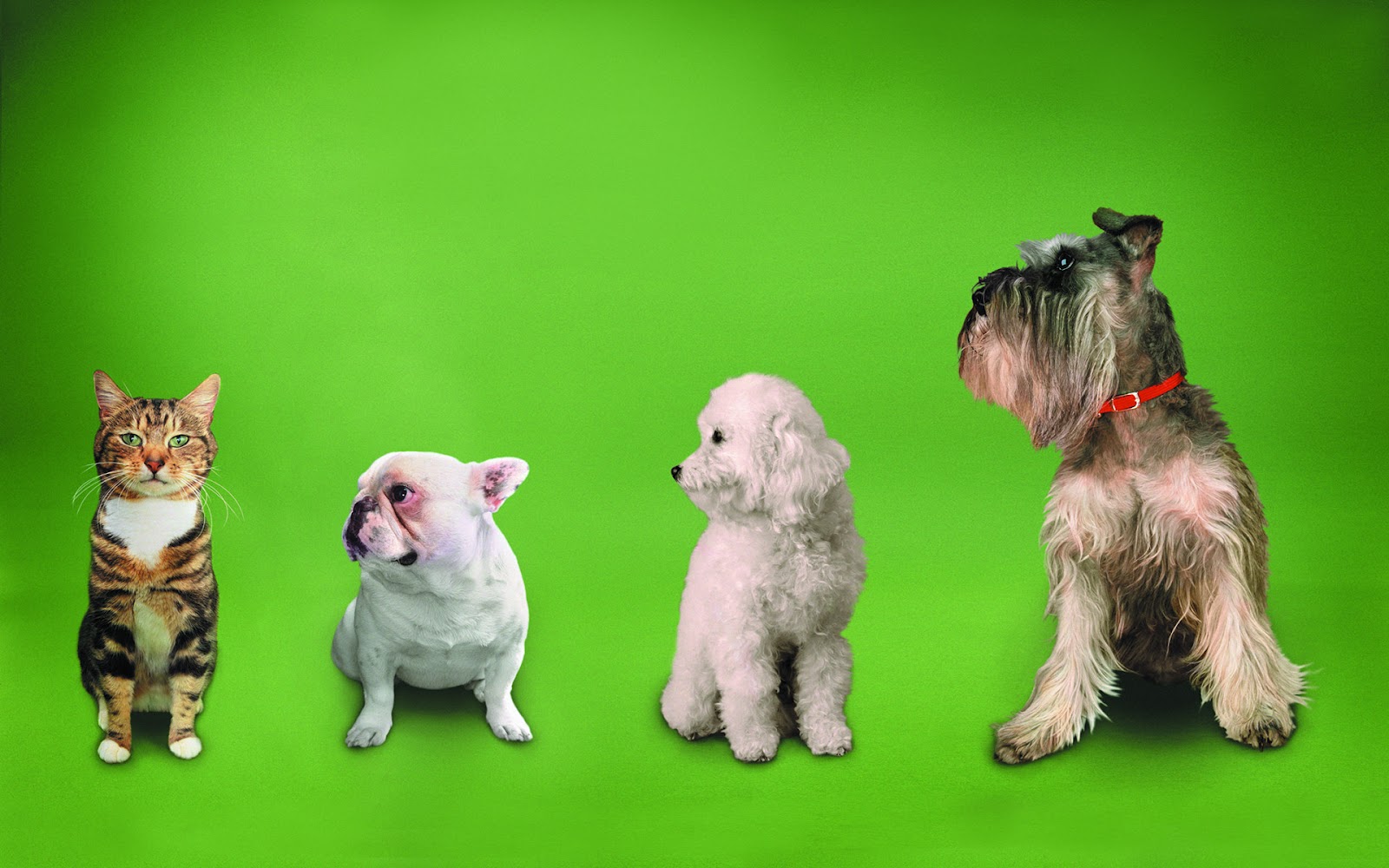 fondo de pantalla de perro y gato,perro,perrito,west highland white terrier,cairn terrier,terrier