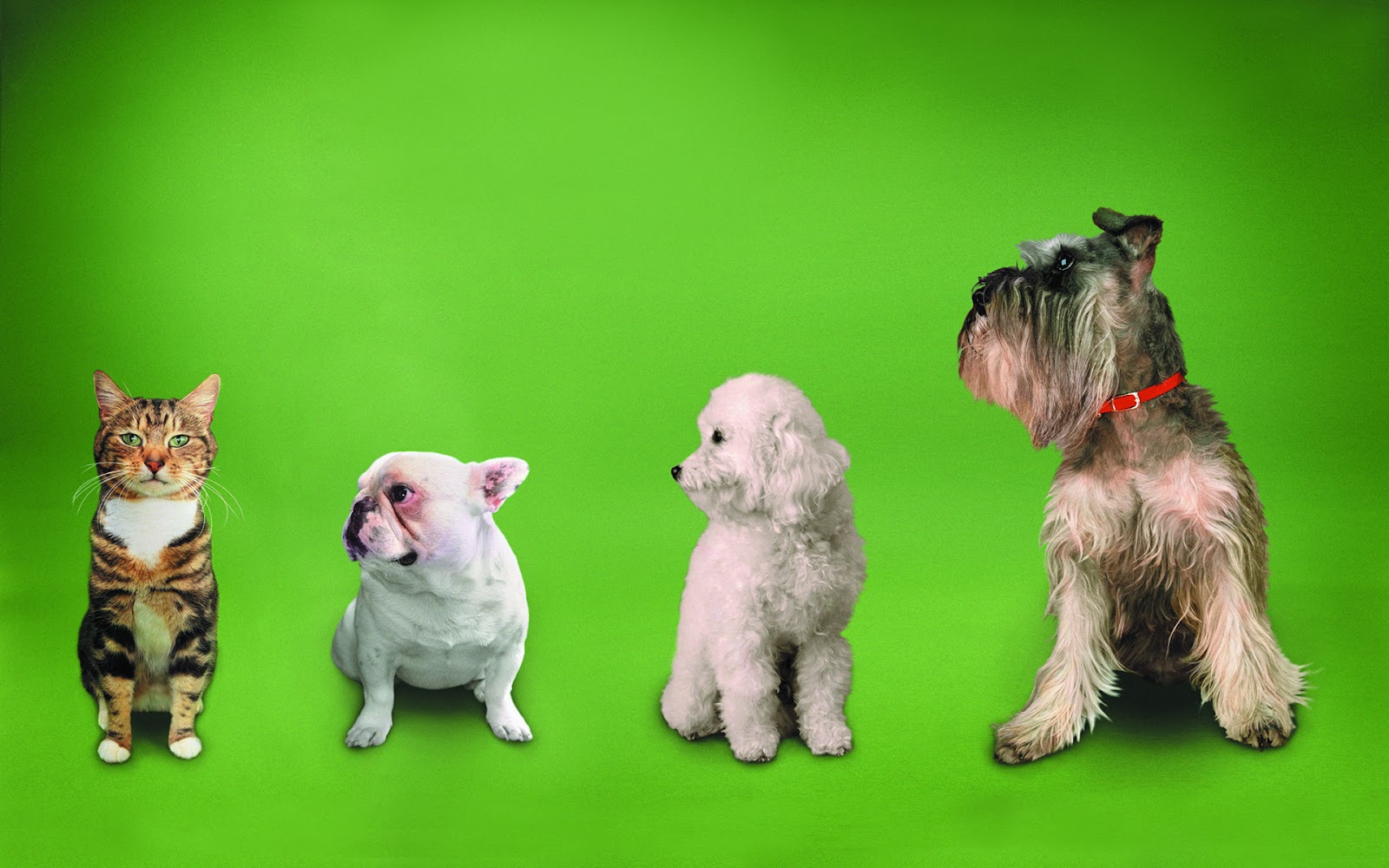 개와 고양이 바탕 화면,개,강아지,웨스트 하이랜드 화이트 테리어,케른 테리어,테리어