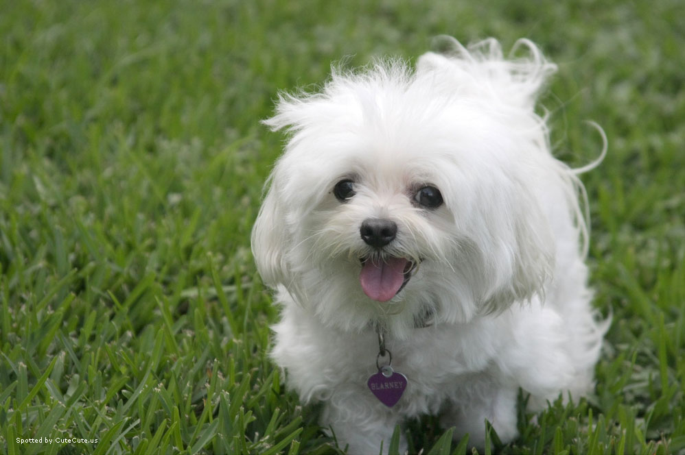 carta da parati cucciolo carino,cane,maltese,cucciolo,cane da compagnia