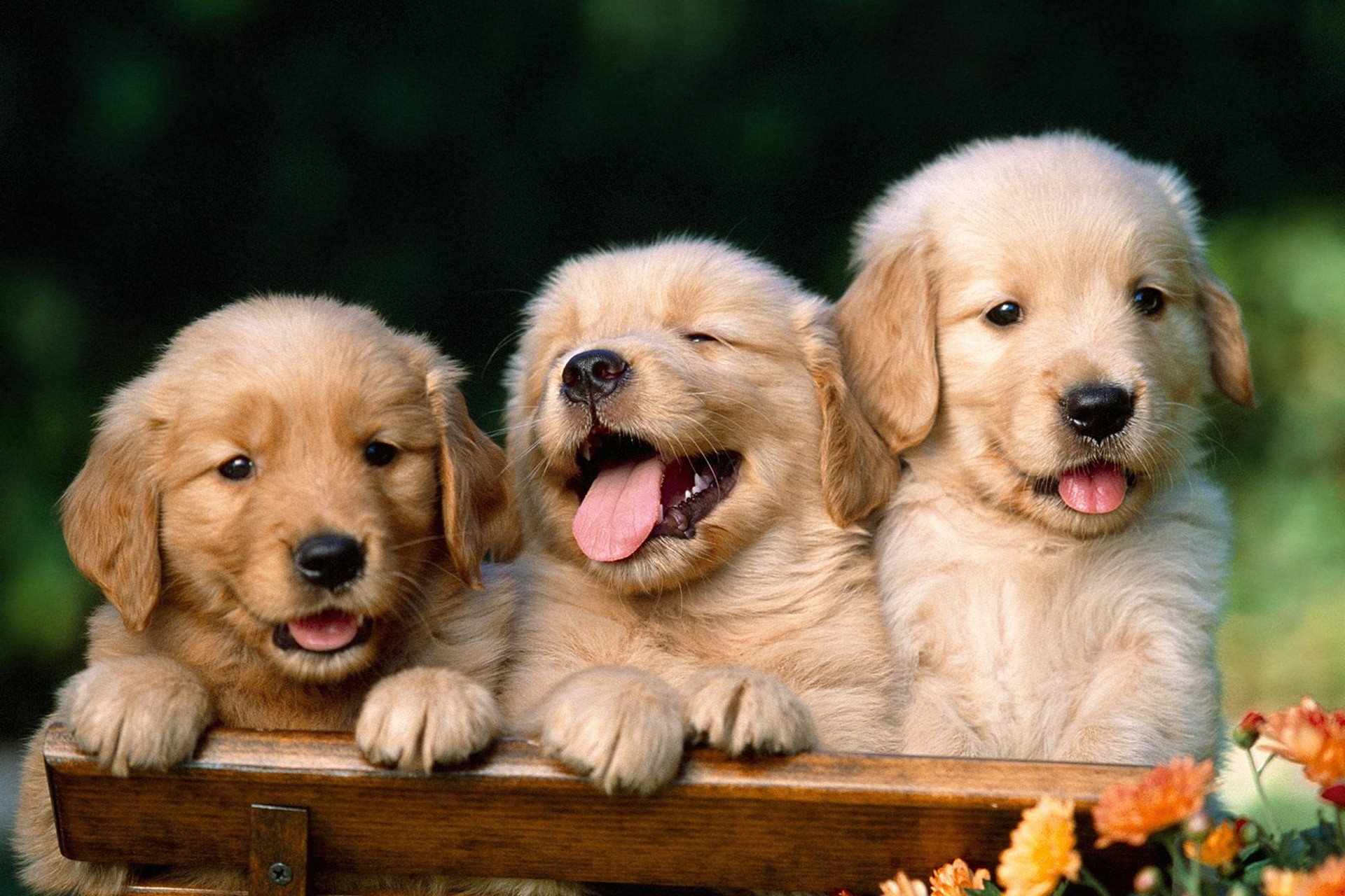 papier peint chiot mignon,chien,golden retriever,chiot,chien de compagnie