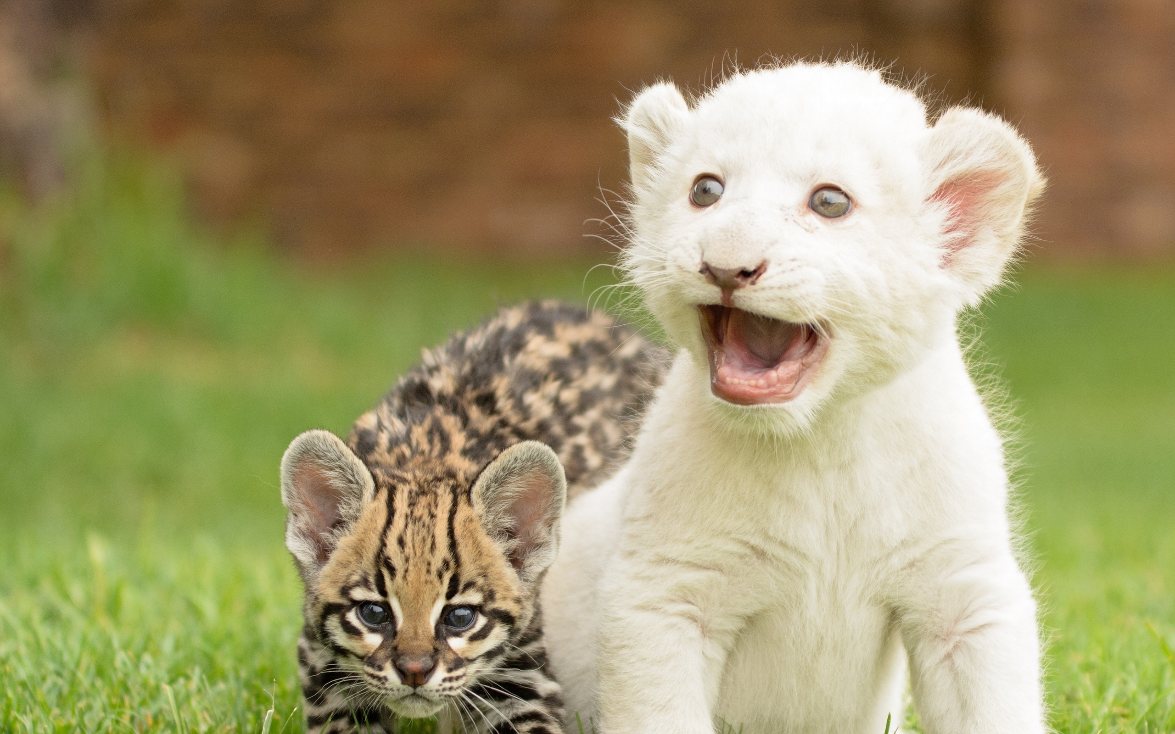 fondo de pantalla de perro y gato,felidae,animal terrestre,fauna silvestre,bigotes,gato