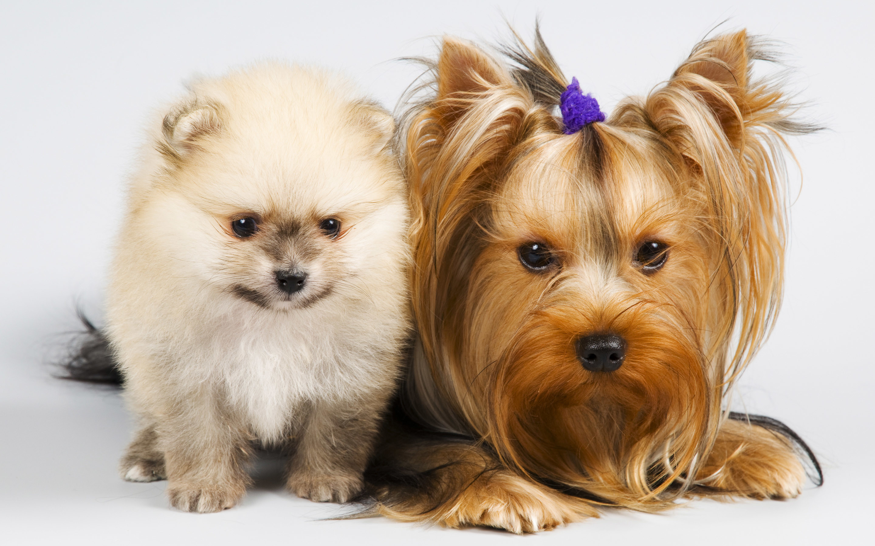 papier peint chien et chat,chien,yorkshire terrier,chiot,chien de compagnie,poméranien