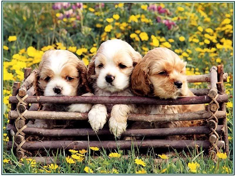 cute puppy wallpaper,dog,mammal,vertebrate,canidae,dog breed