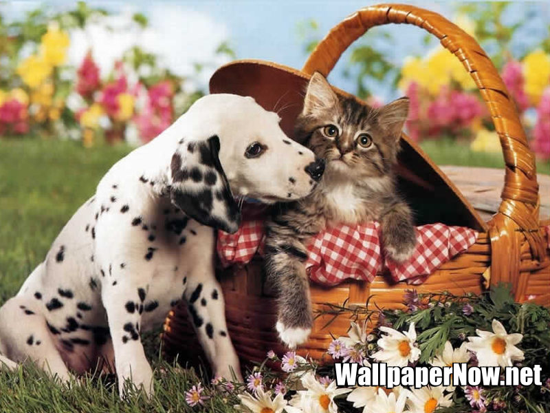 dog and cat wallpaper,mammal,vertebrate,cat,felidae,carnivore