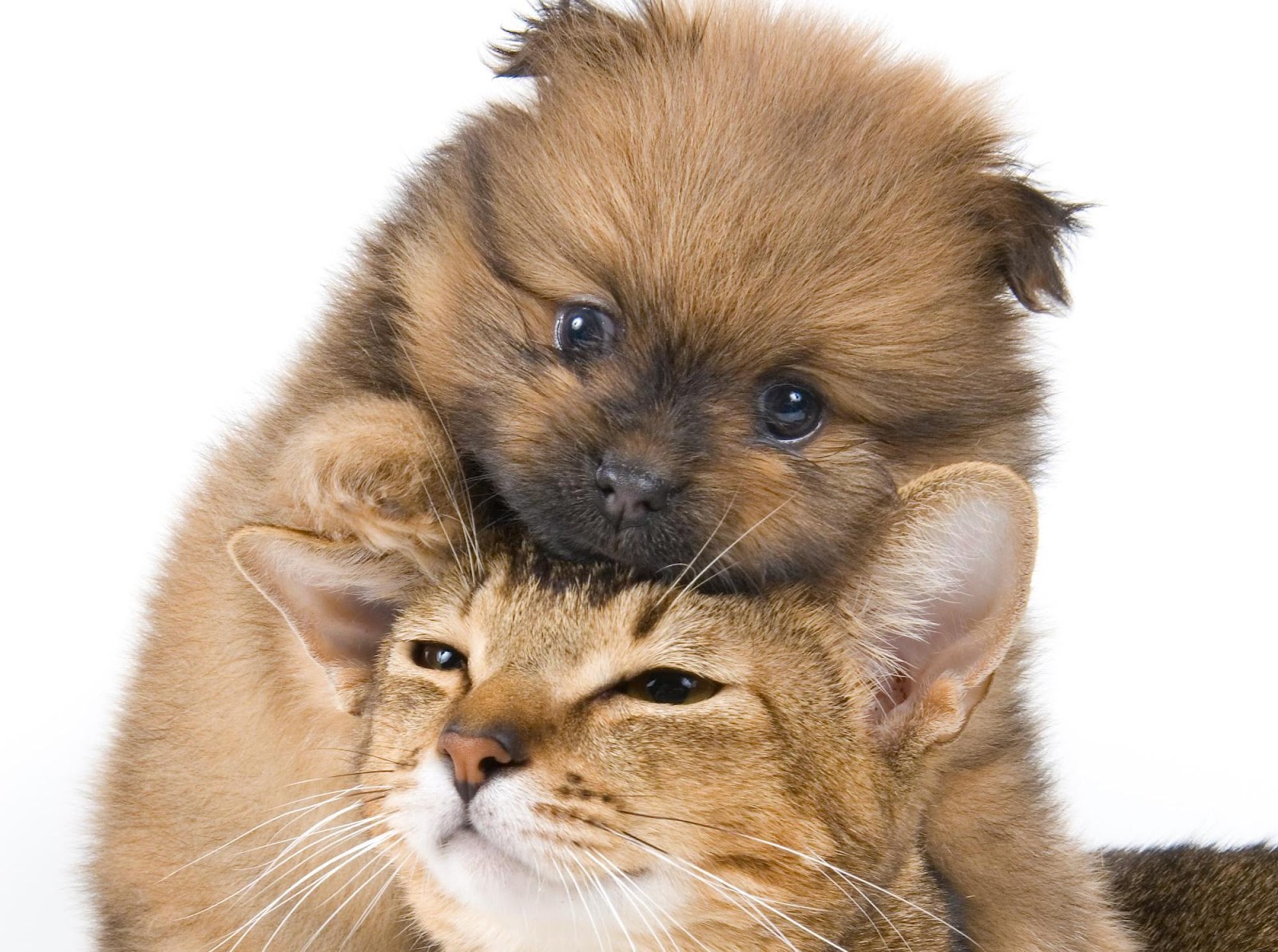 dog and cat wallpaper,mammal,puppy,cat,canidae,dog