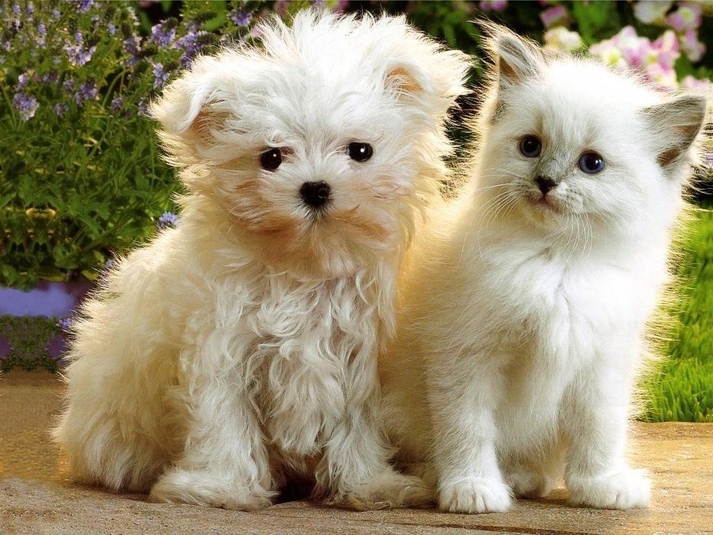 dog and cat wallpaper,mammal,vertebrate,maltepoo,dog breed,dog