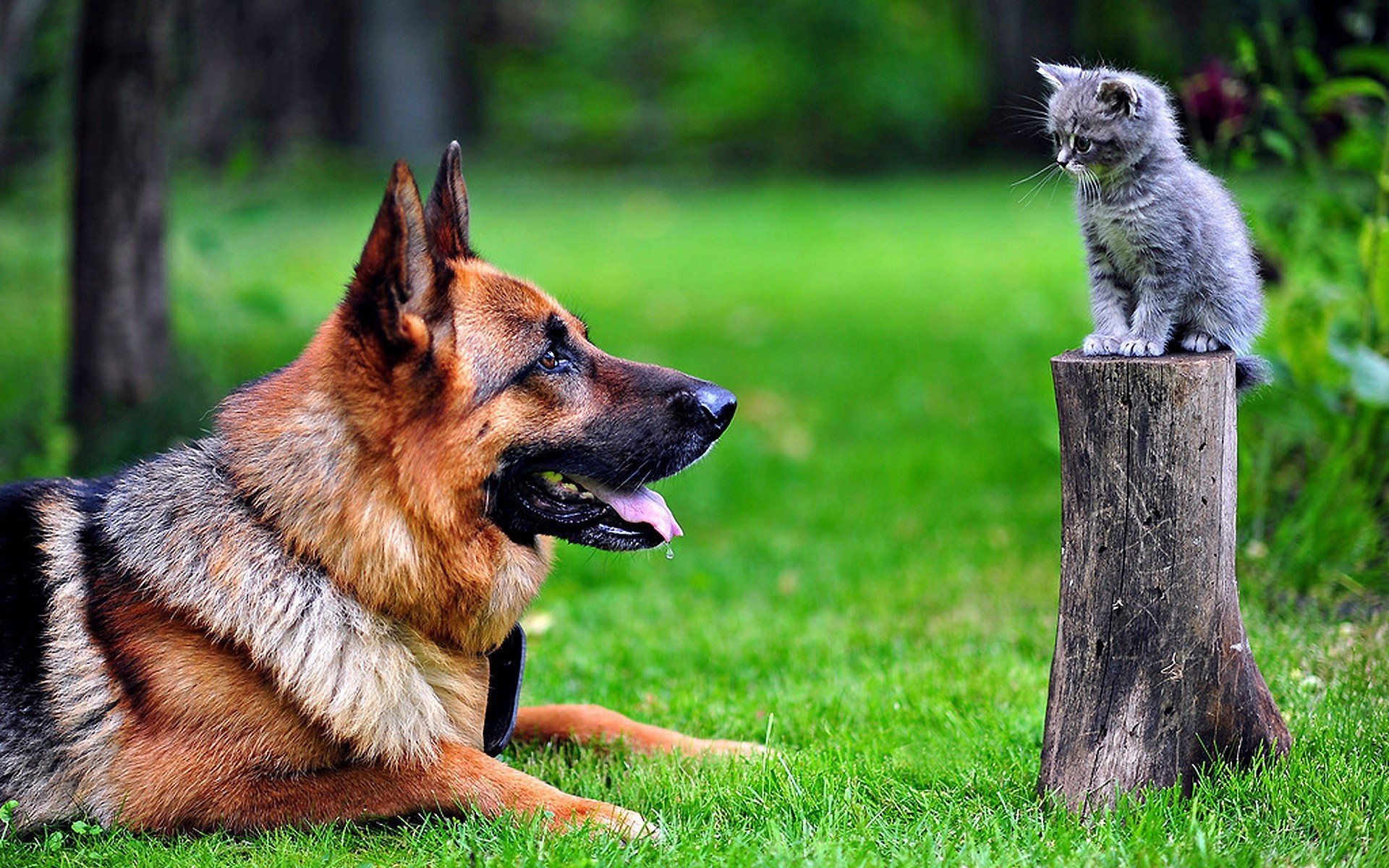 hund und katze tapete,hund,deutscher schäferhund,alter deutscher schäferhund,kunming wolfshund,shiloh schäferhund