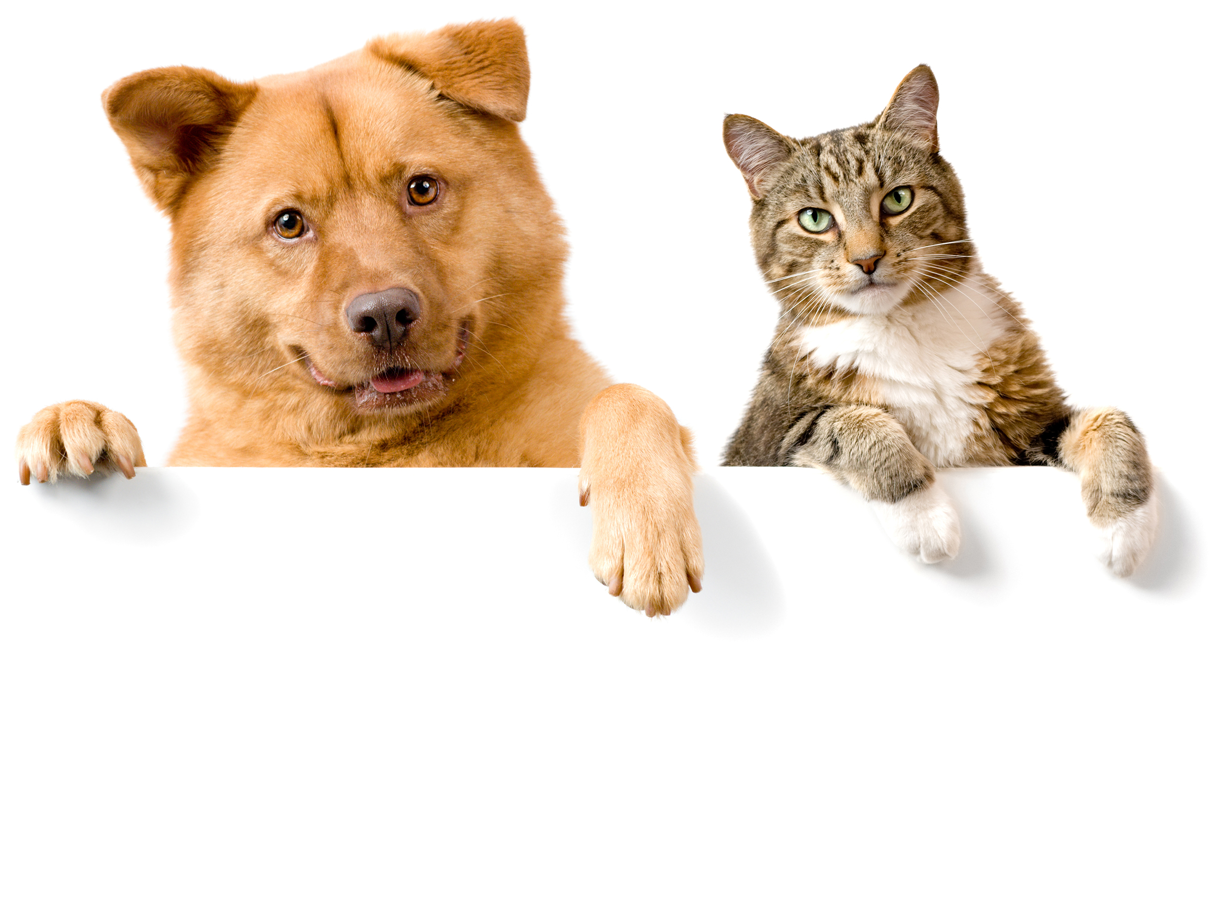fondo de pantalla de perro y gato,gato,felidae,gatos pequeños a medianos,gato atigrado,pata
