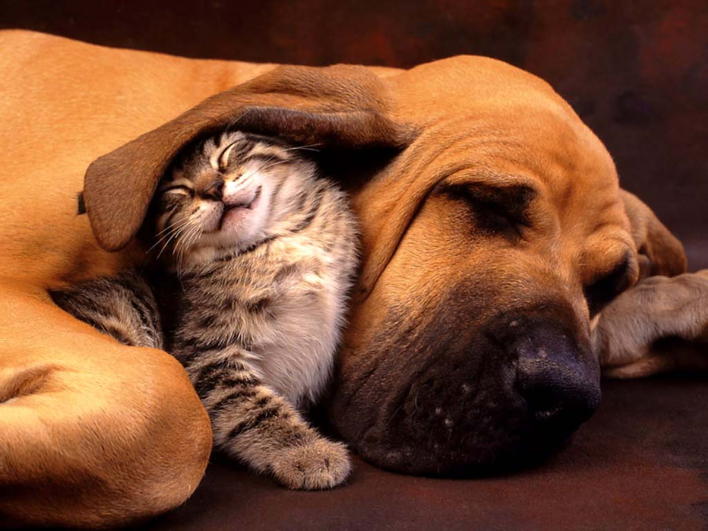 개와 고양이 바탕 화면,개,선잠,강아지,주둥이