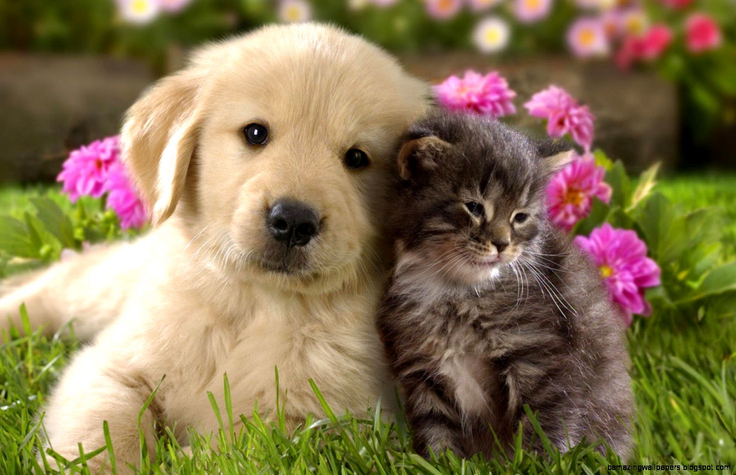 fondo de pantalla de perro y gato,perro,perrito,gato,golden retriever,gatito