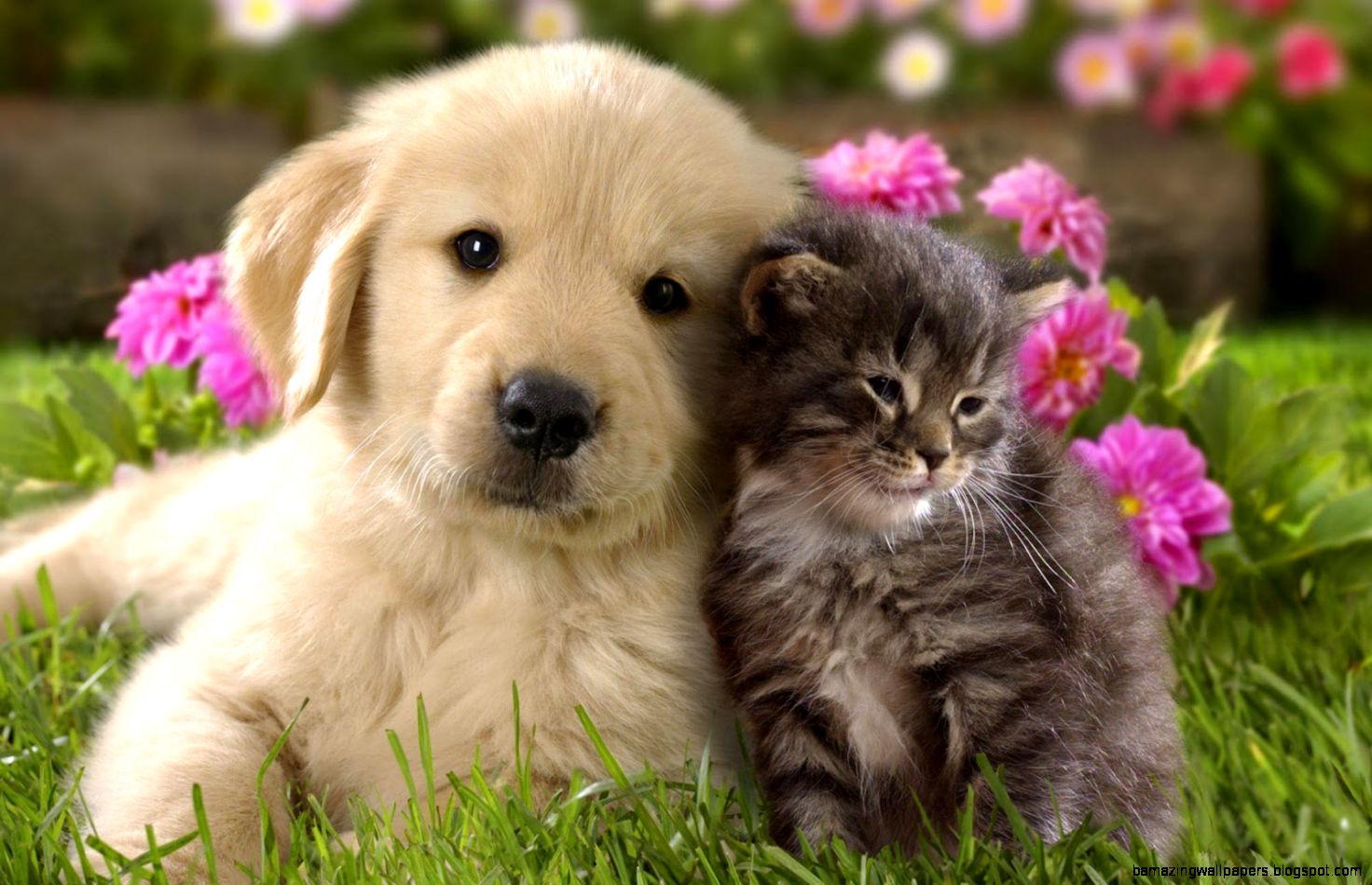 papier peint chien et chat,chien,chiot,chat,golden retriever,chaton