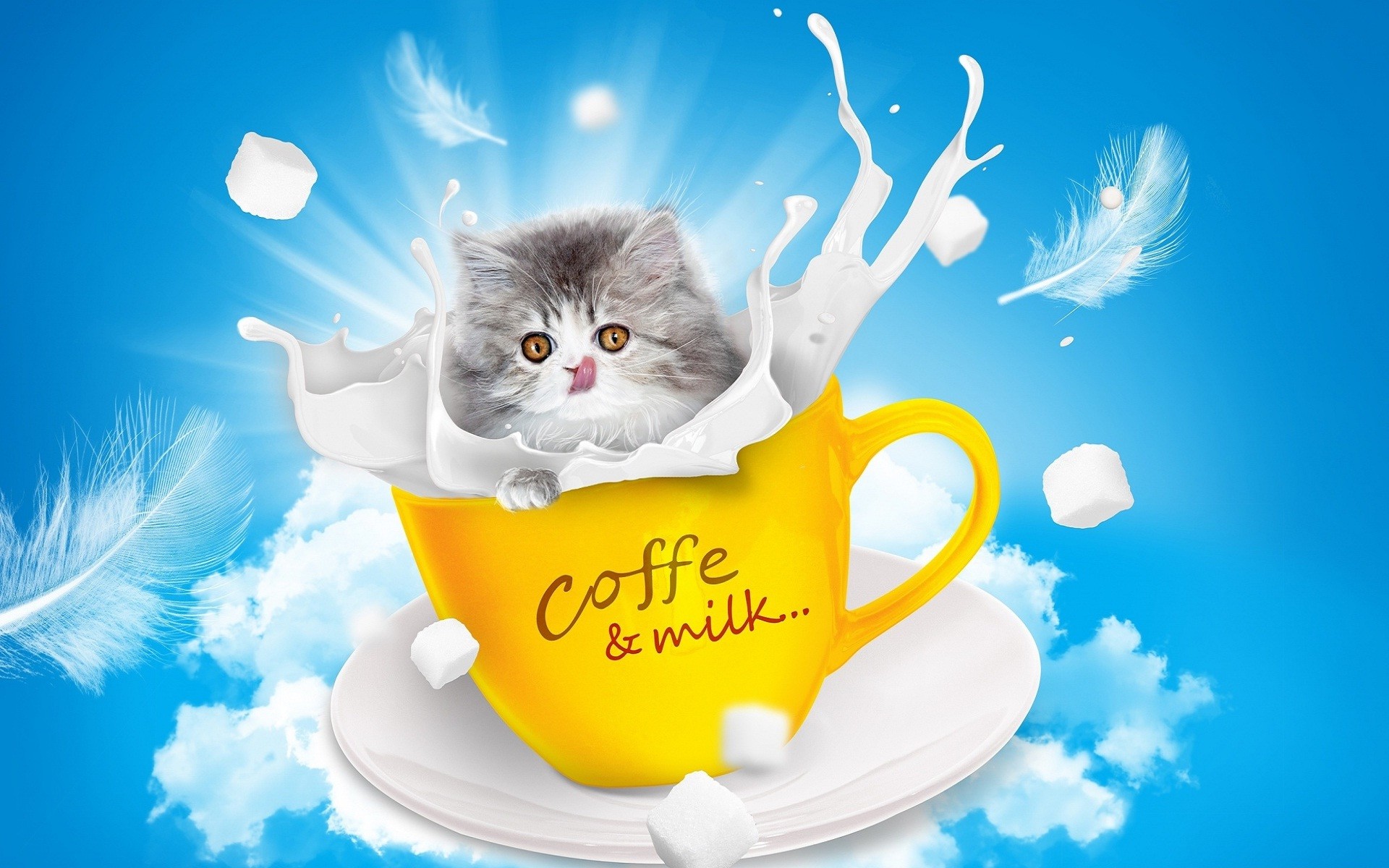 new good morning wallpaper,cat,small to medium sized cats,felidae,kitten,whiskers