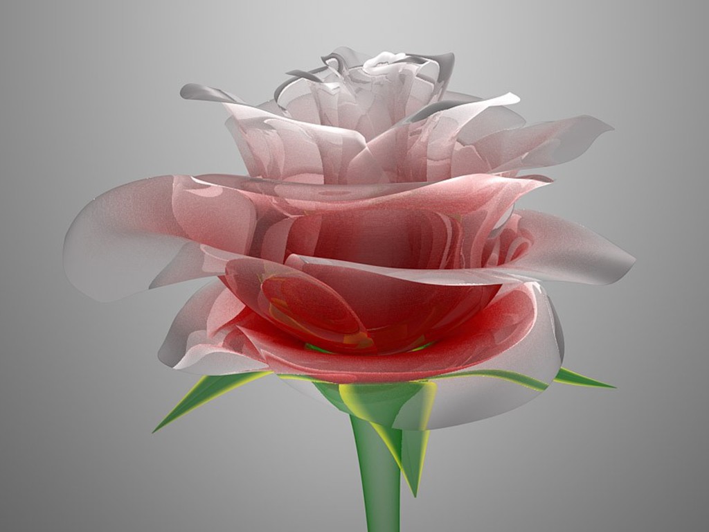 new good morning wallpaper,pink,flower,petal,rose,cut flowers