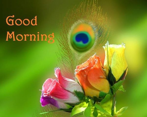 good morning wallpaper free download,rainbow rose,flower,macro photography,plant,petal