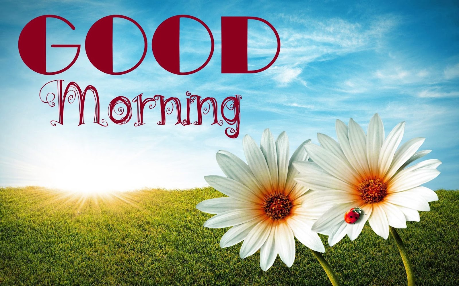 new good morning wallpaper,sky,nature,morning,flower,text