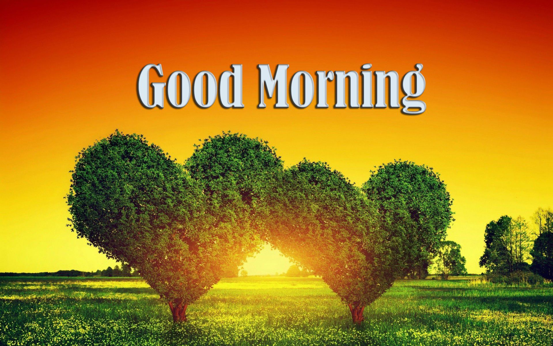 좋은 아침 벽지 무료 다운로드,자연 경관,자연,잔디,나무,아침