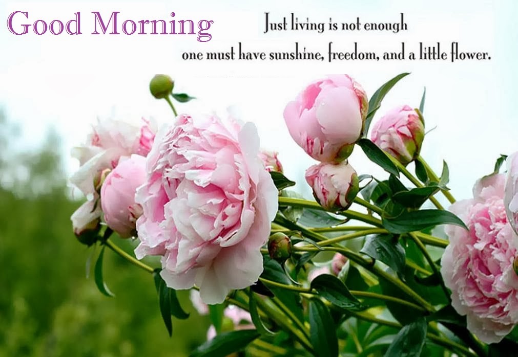 good morning wallpaper free download,flower,flowering plant,petal,common peony,plant