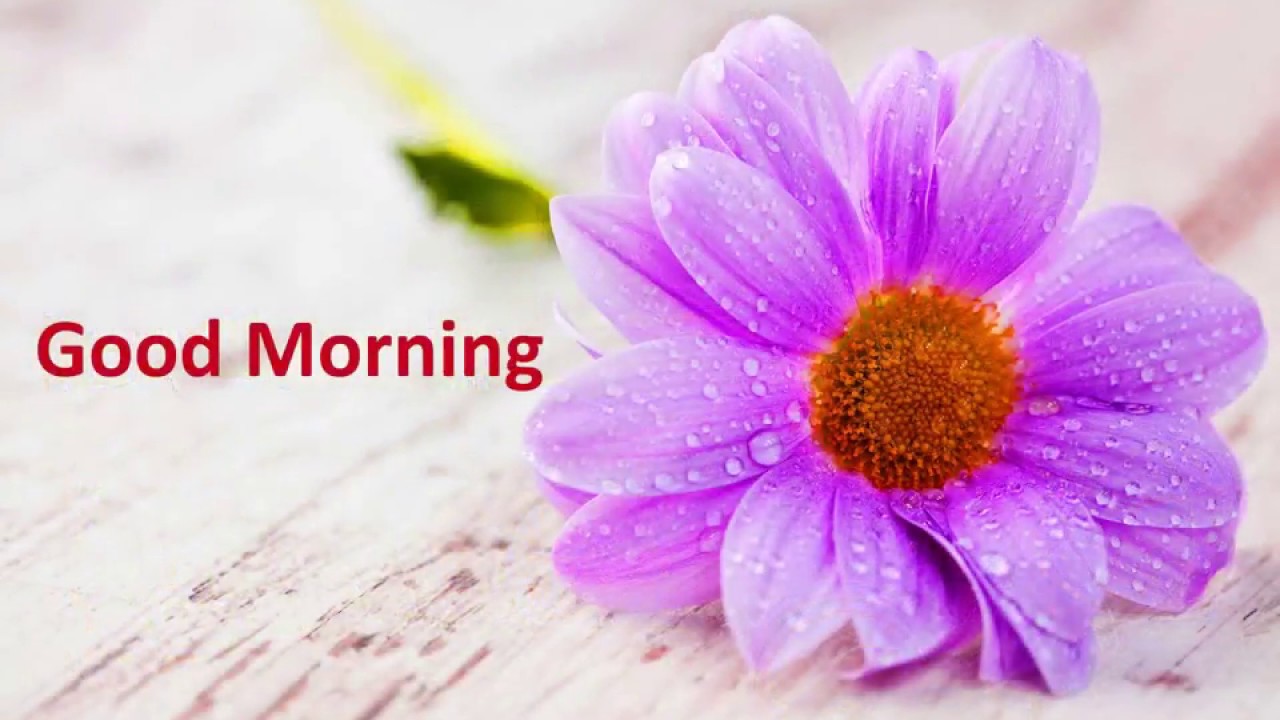 good morning wallpaper free download,petal,flower,purple,violet,text