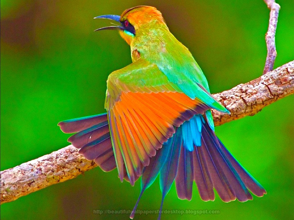 uccelli wallpaper hd,uccello,colibrì,coraciiformes,mangiatore di api,natura