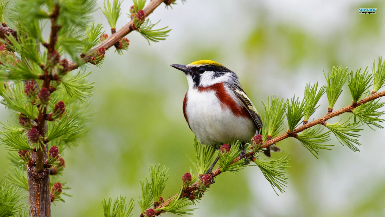 pájaros fondos de pantalla hd,pájaro,curruca de lados castaños,planta,pájaro posado,árbol