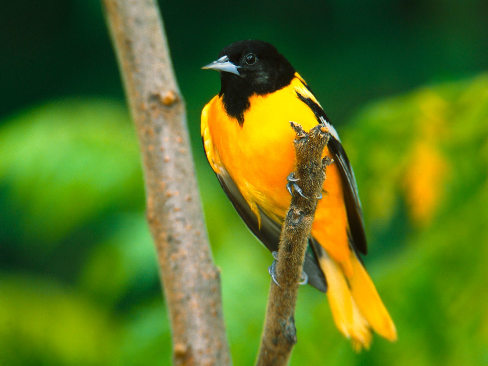 oiseaux fond d'écran hd,oiseau,oriole du vieux monde,oiseau chanteur,oiseau perchoir,bouvreuil