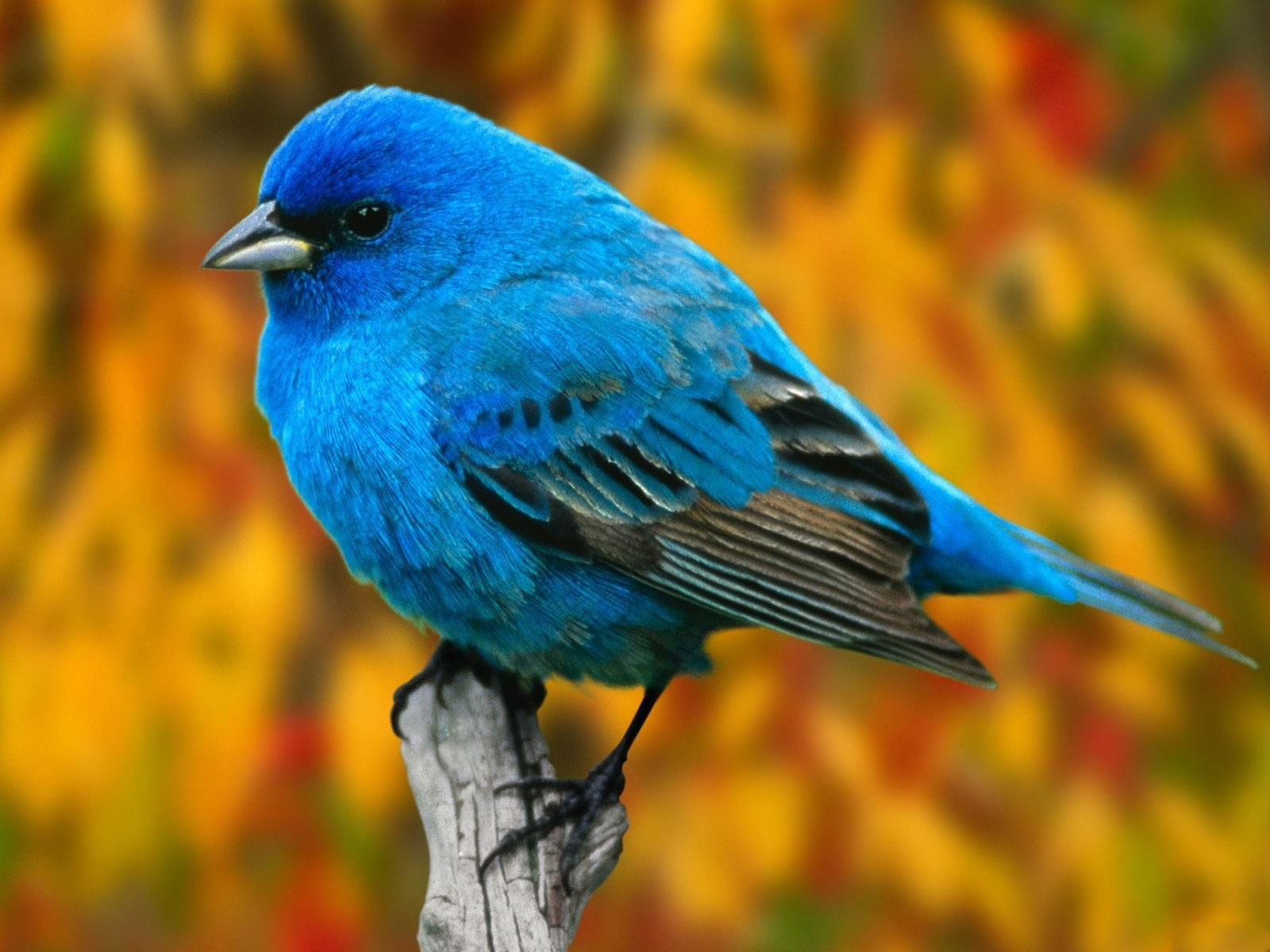 birds wallpaper hd,bird,vertebrate,indigo bunting,mountain bluebird,beak