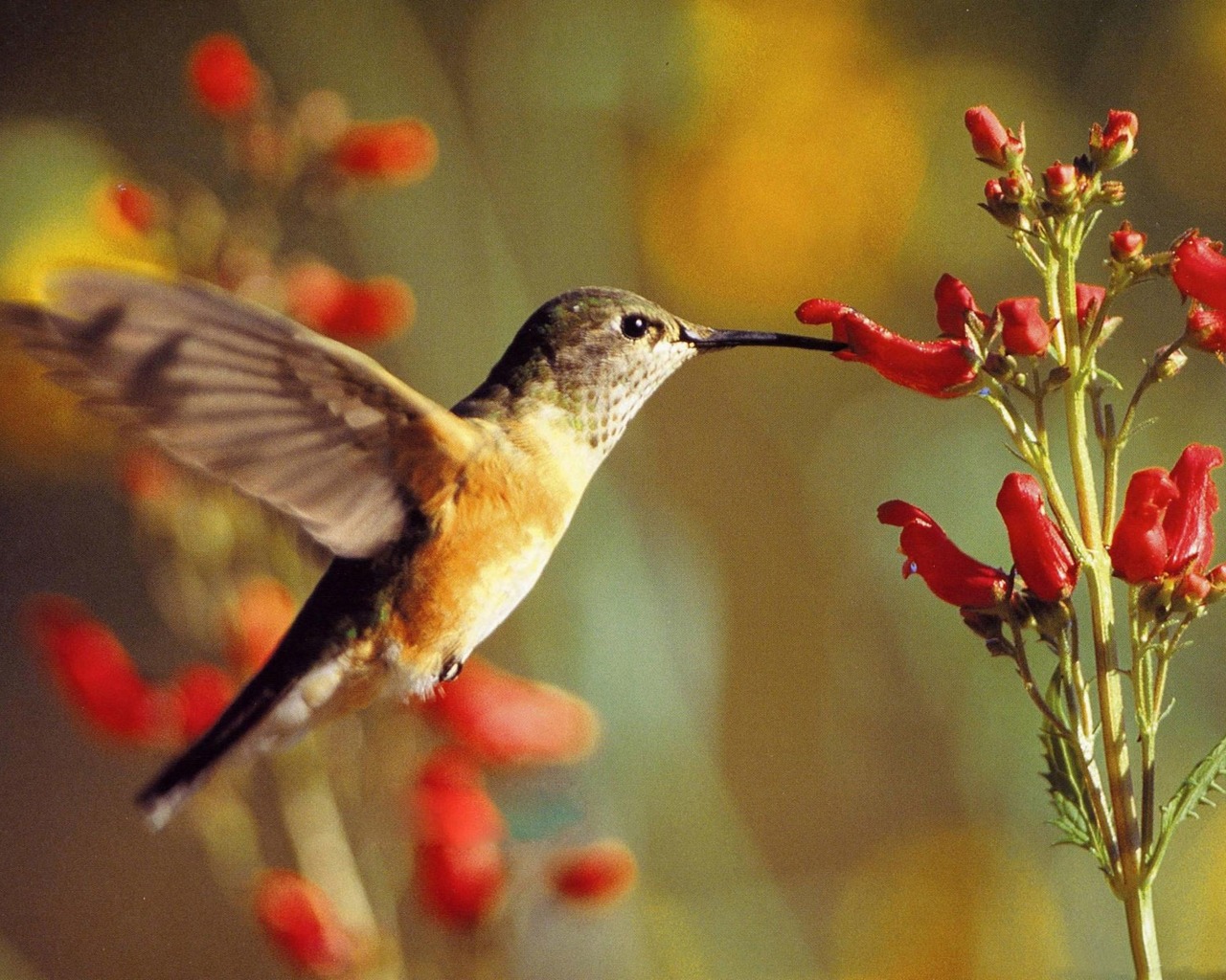 birds wallpaper hd,bird,hummingbird,nature,beak,rufous hummingbird