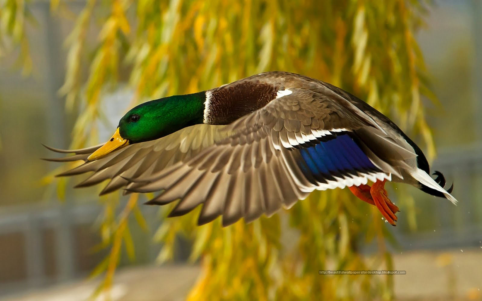 pájaros fondos de pantalla hd,pájaro,pato,pato real,ave acuática,aves acuáticas