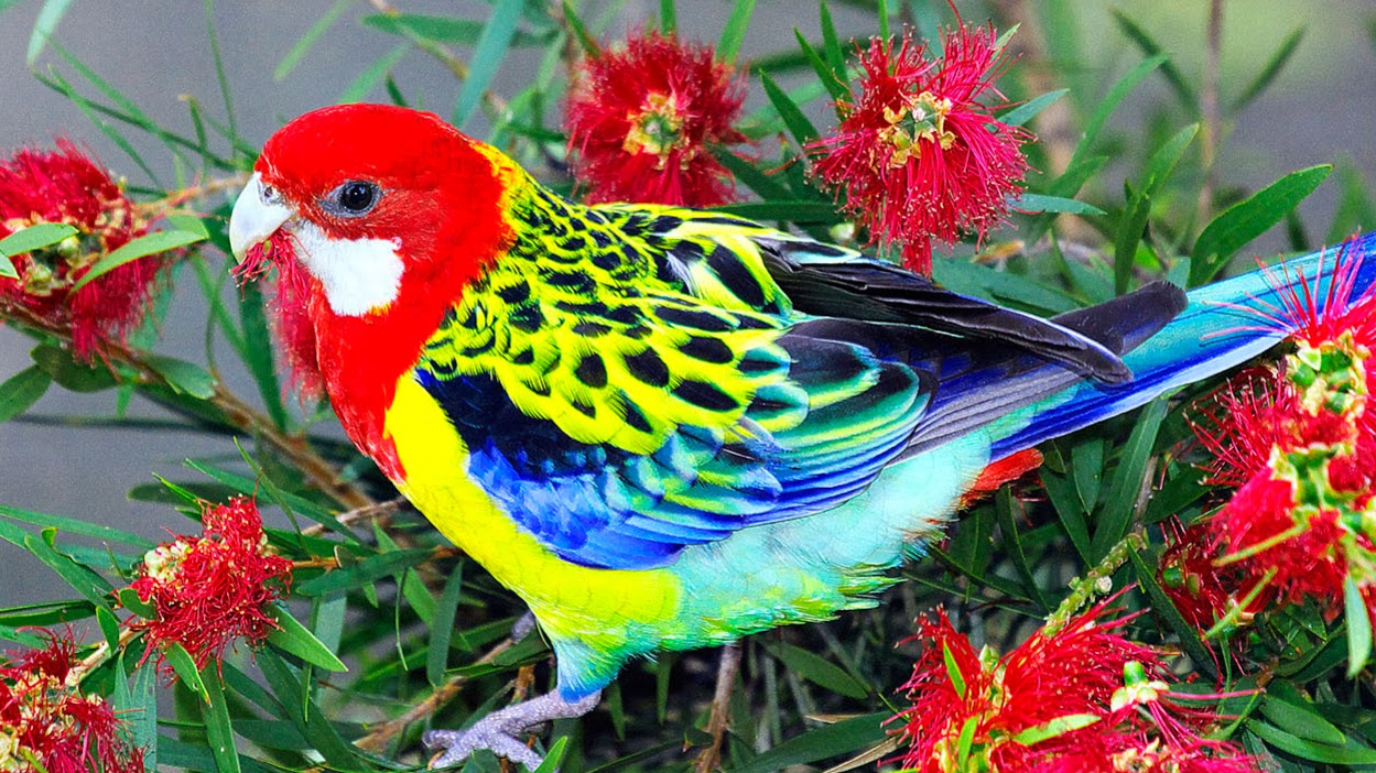 uccelli wallpaper hd,uccello,pappagallo,pianta,pappagallino,fiore