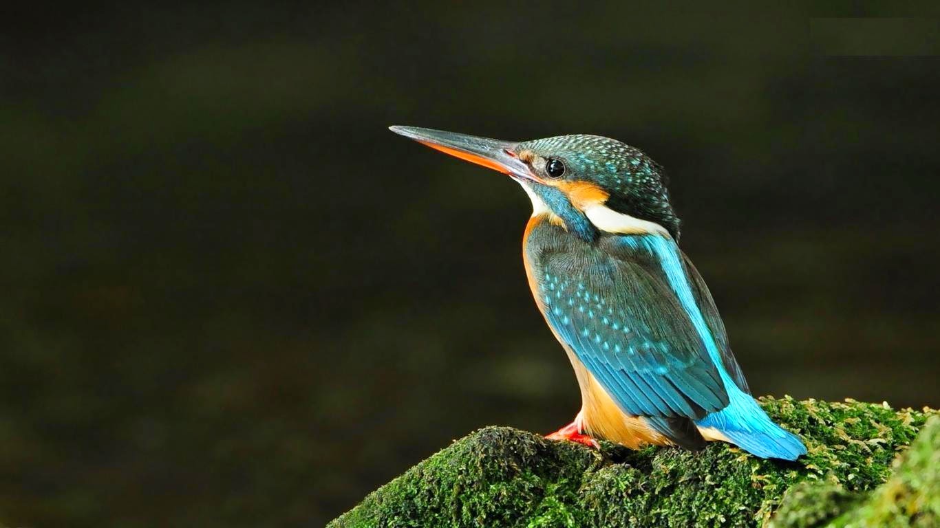 oiseaux fond d'écran hd,oiseau,la nature,faune,coraciiformes,plante