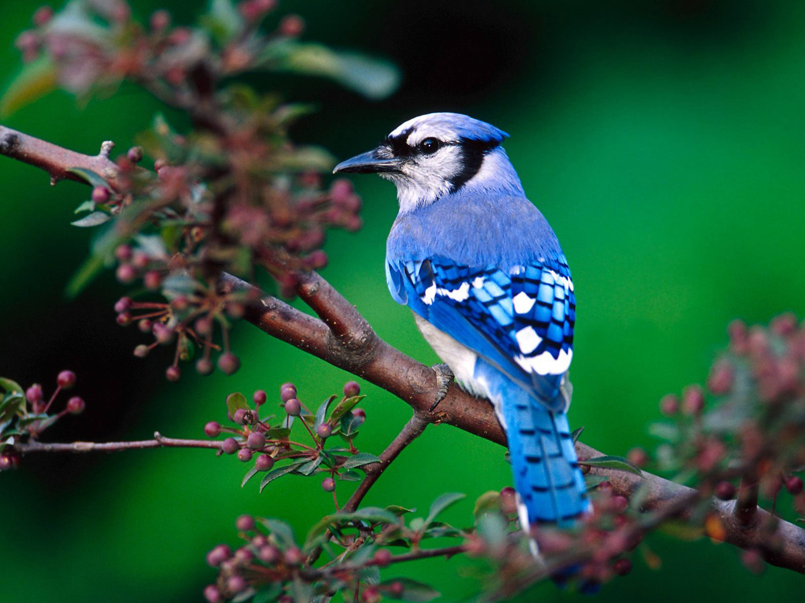 birds wallpaper hd,bird,blue jay,beak,jay,perching bird