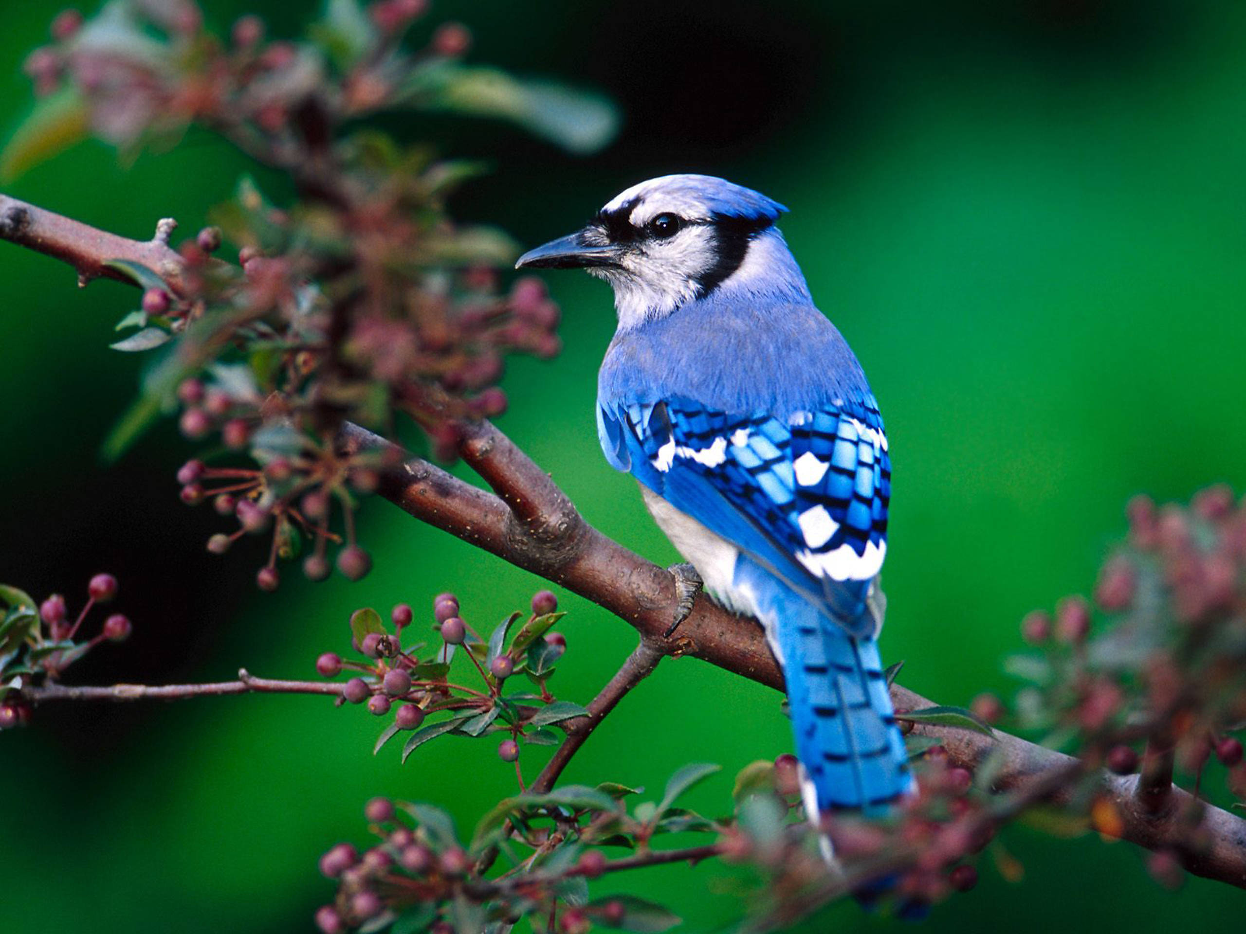 vögel tapete hd,vogel,blue jay,jay,hockender vogel,singvogel