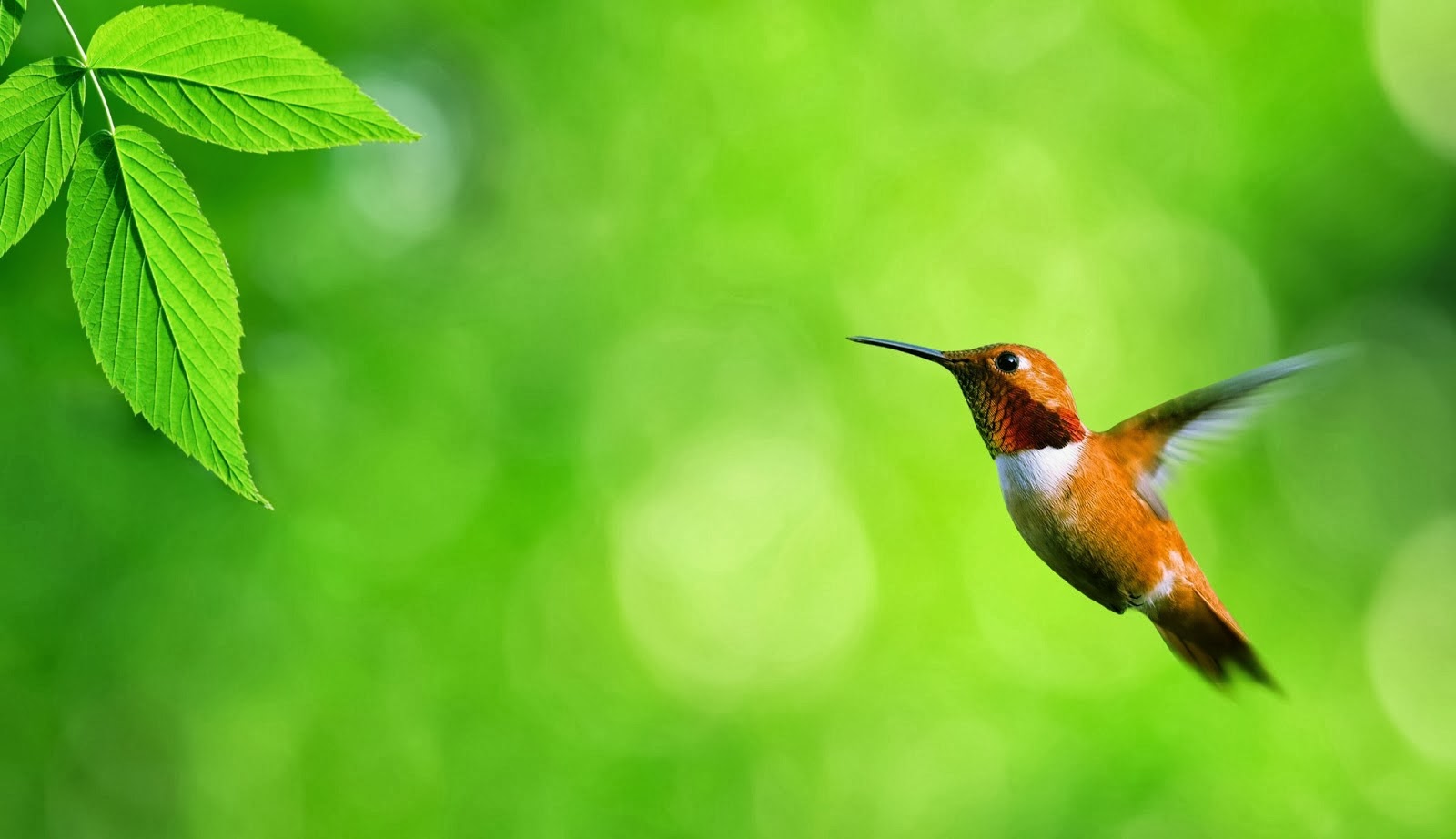 vögel tapete hd,vogel,kolibri,rufous kolibri,coraciiformes,grün