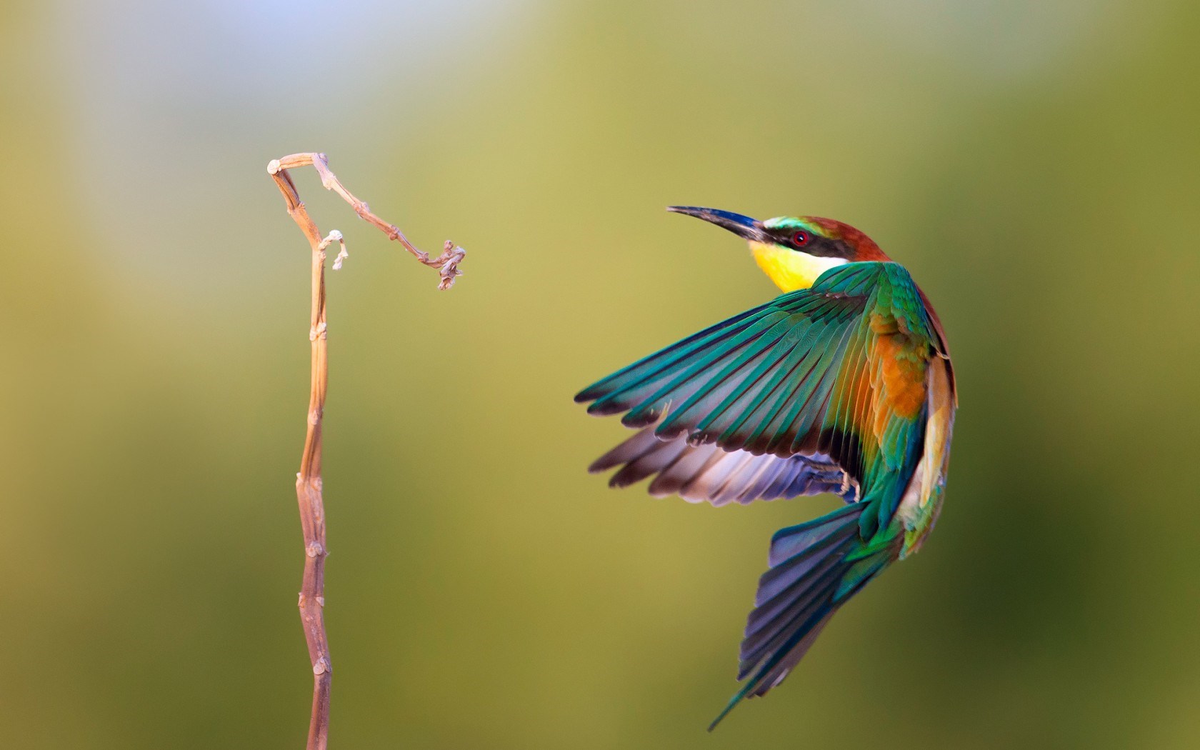 uccelli wallpaper hd,uccello,coraciiformes,mangiatore di api,natura,rullo