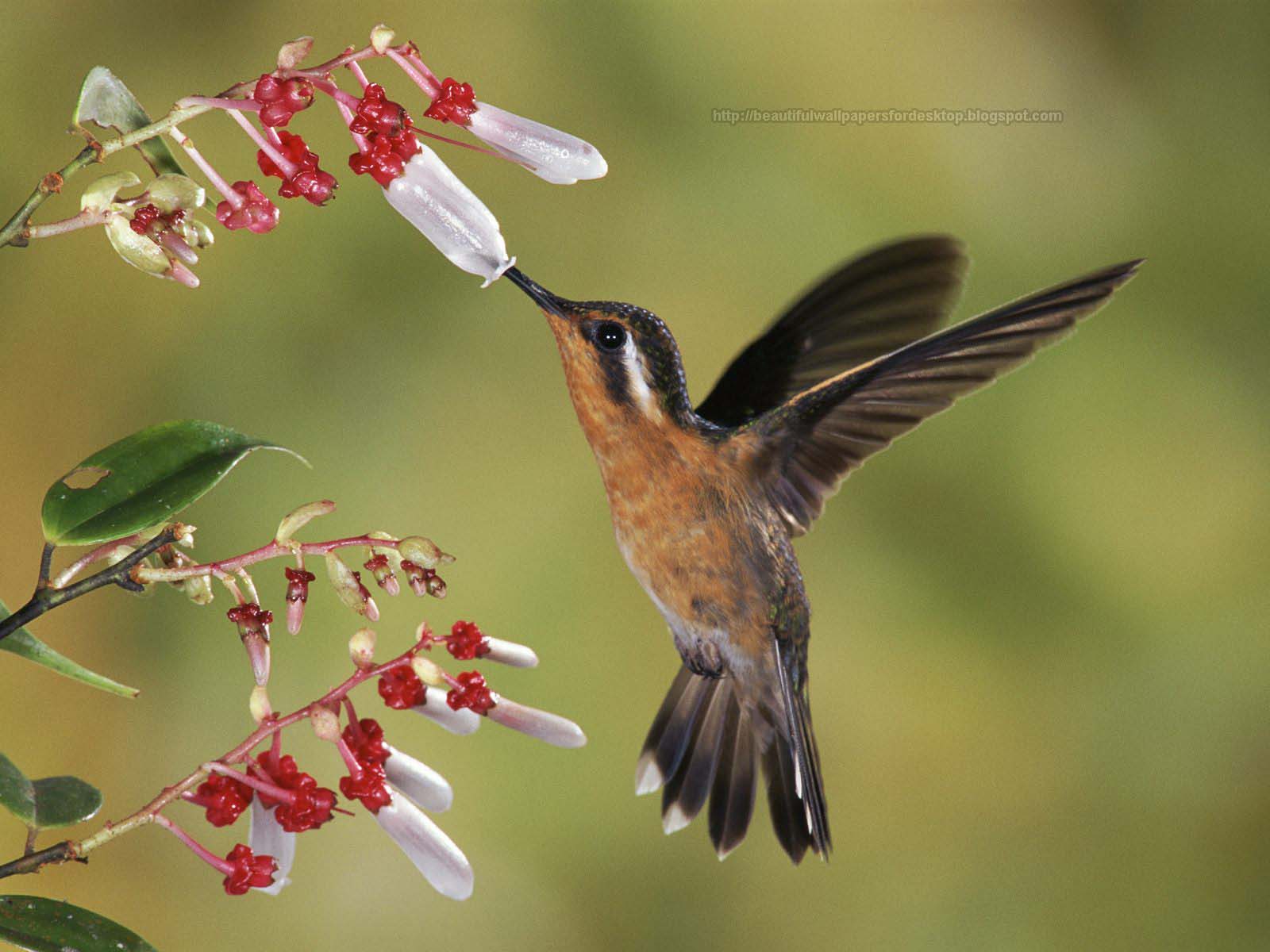 oiseaux fond d'écran hd,oiseau,colibri,colibri roux,plante,aile