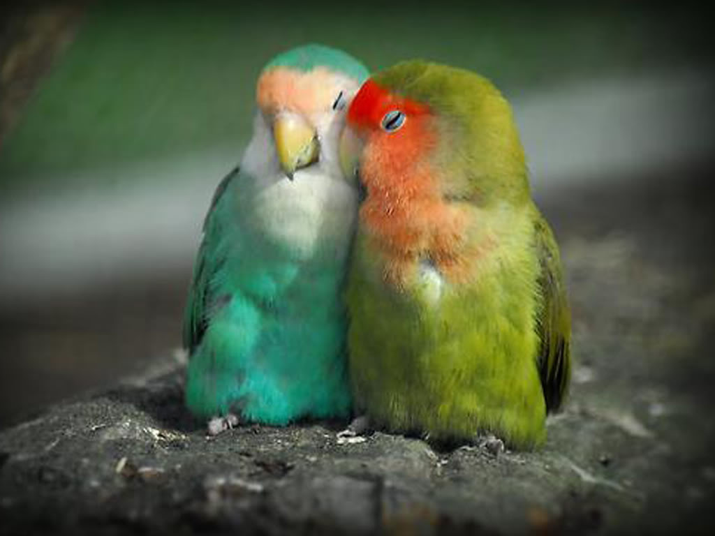 love birds wallpaper,bird,vertebrate,lovebird,parrot,parakeet