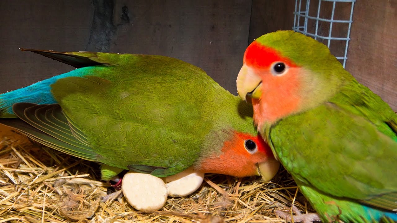 sfondi uccelli amore,uccello,pappagallo,pappagallino verde africano,parrocchetto,pappagallino