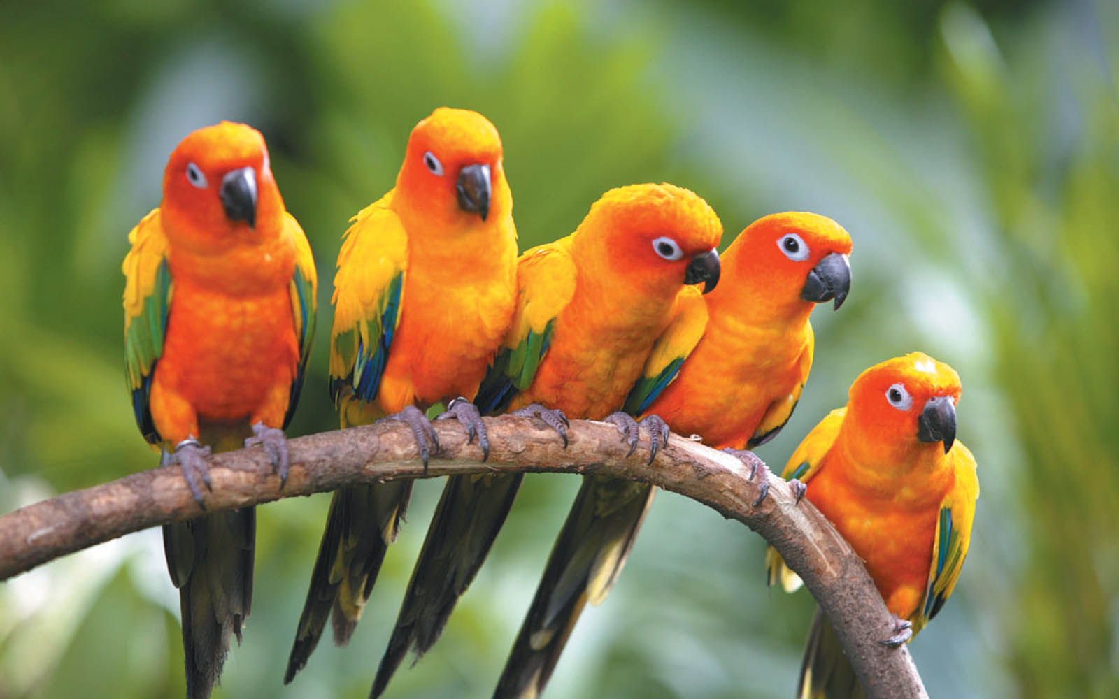 love birds wallpaper,bird,vertebrate,parrot,beak,lovebird