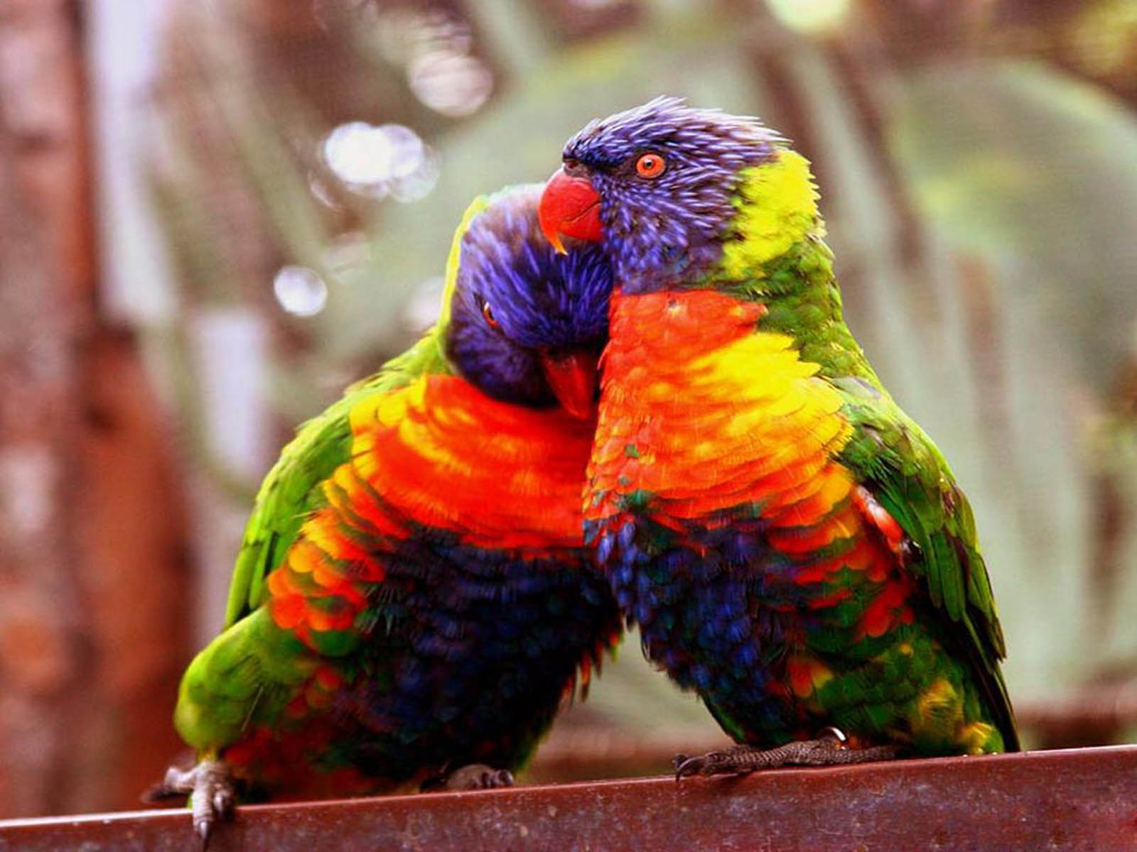 pájaros del amor fondo de pantalla,pájaro,lorikeet,loro,perico,guacamayo