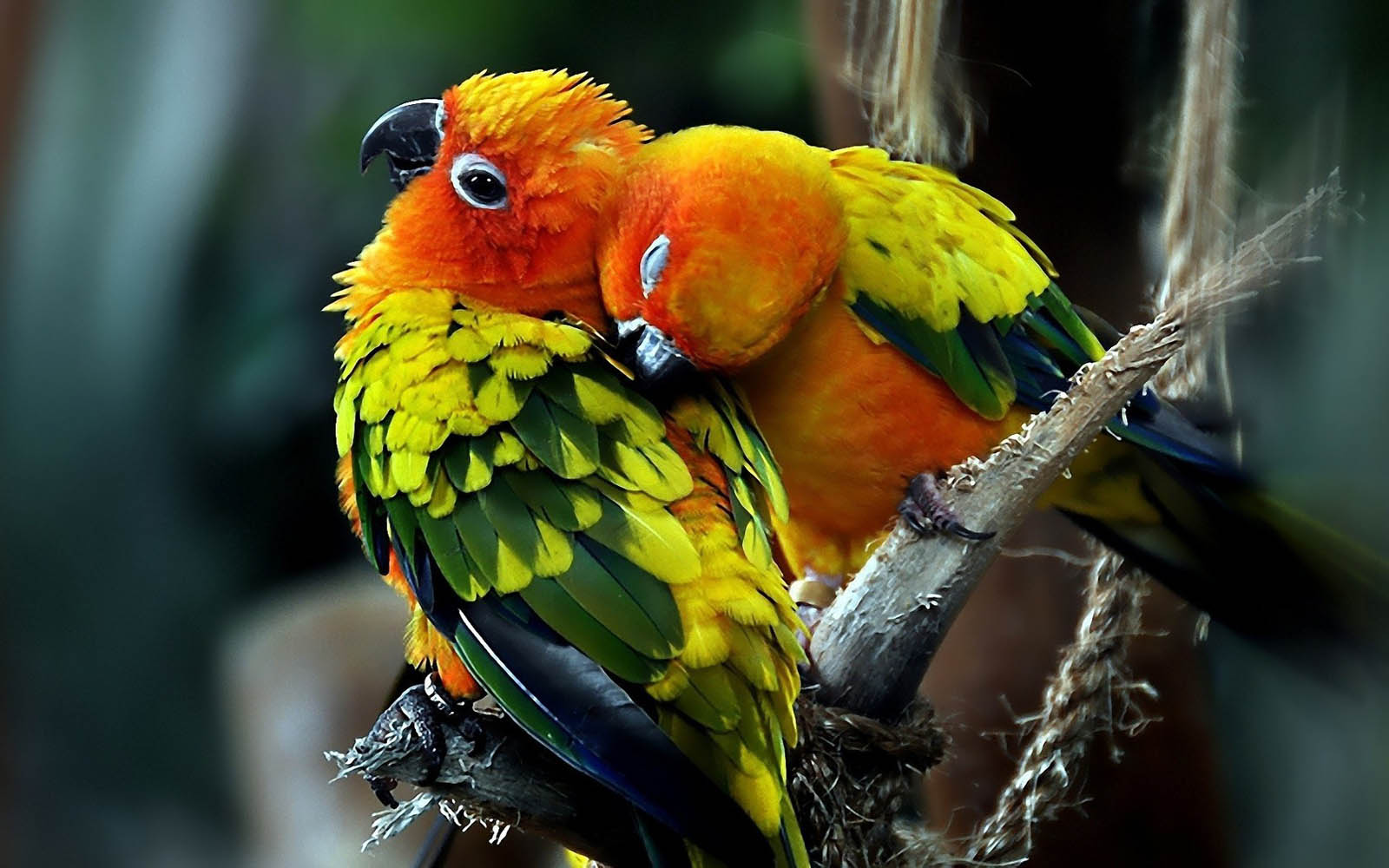sfondi uccelli amore,uccello,pappagallo,parrocchetto,pappagallino verde africano,pappagallino