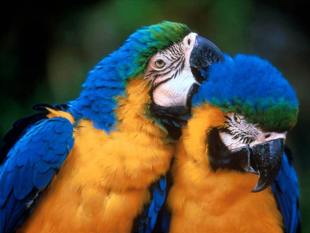 love birds wallpaper,bird,macaw,vertebrate,parrot,beak