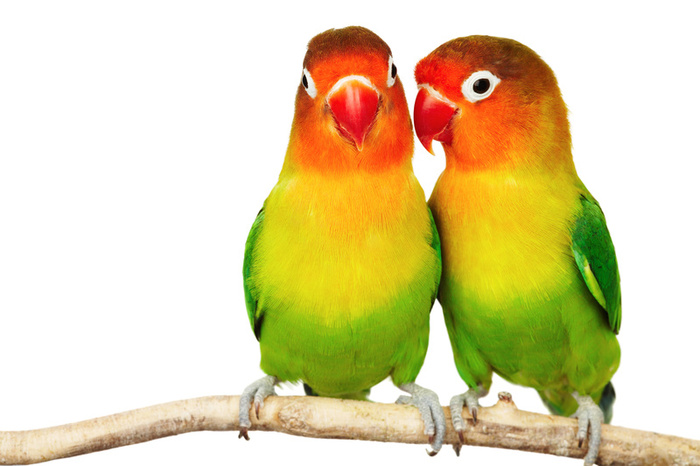 love birds wallpaper,bird,vertebrate,lovebird,parrot,beak